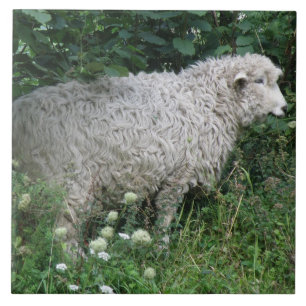 Cute Greedy Sheep Eating Tile
