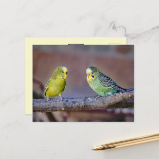 Cute Green and Yellow Budgies Custom Photo  Postcard