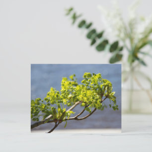 Cute green branch in the wind postcard