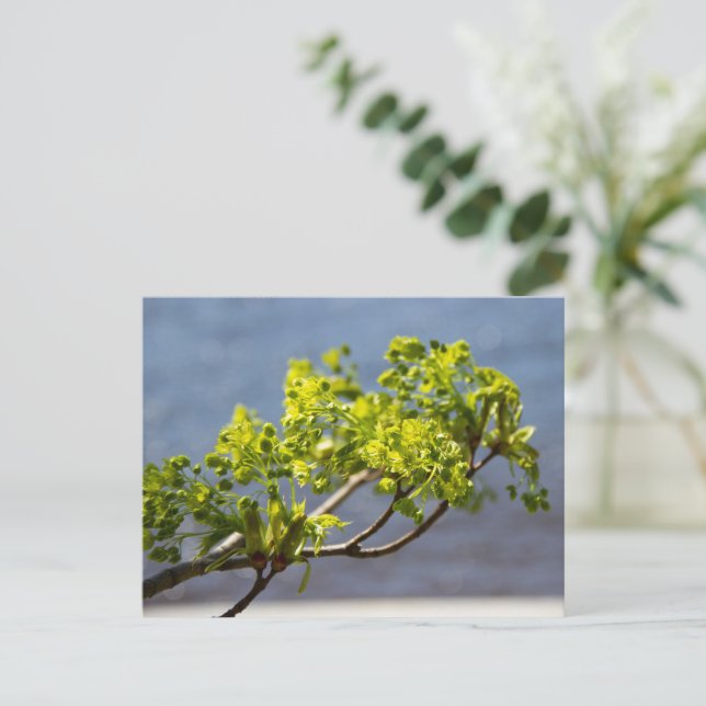 Cute green branch in the wind postcard (Standing Front)