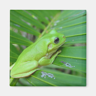 Cute Green Candid Frog On The Leaf Of Palm Magnet