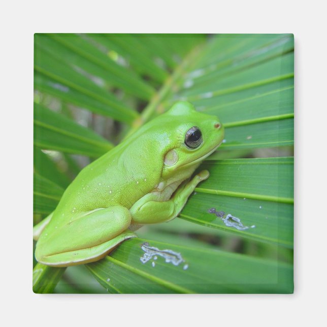 Cute Green Candid Frog On The Leaf Of Palm Magnet (Front)