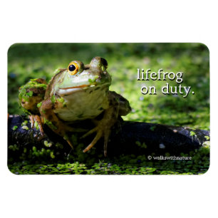Cute Green Frog Strikes a Pose on the Hose Magnet