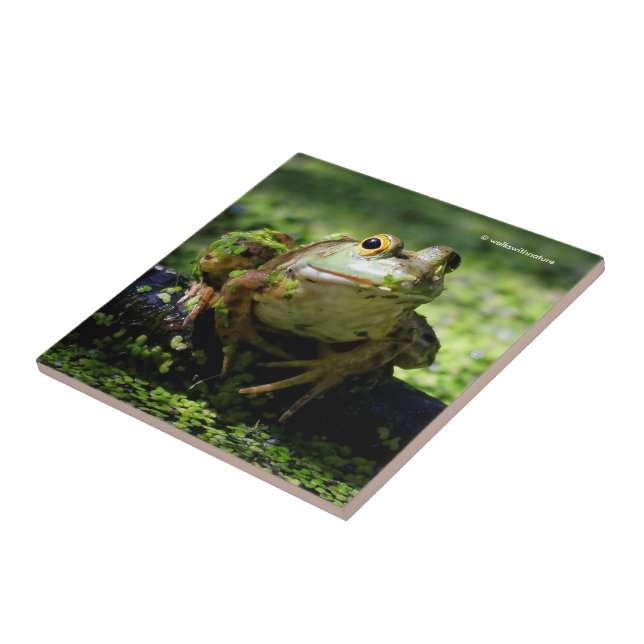 Cute Green Frog Strikes a Pose on the Hose Tile (Side)