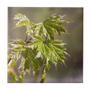 Cute green maple branch with small leaves  ceramic tile