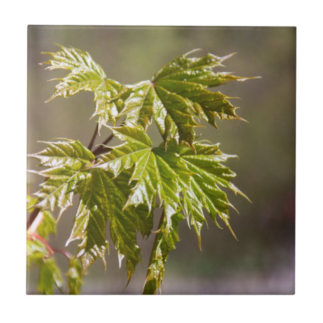 Cute green maple branch with small leaves  ceramic tile (Front)