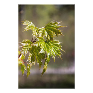 Cute green maple branch with small leaves photo print
