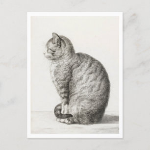 Cute Grey and White Cat Postcard