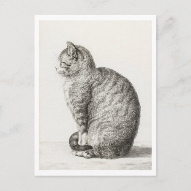 Cute Grey and White Cat Postcard (Front)