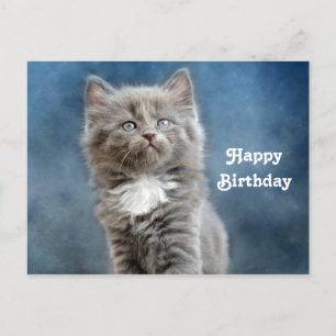 Cute Grey and White Kitten Photo Birthday Postcard