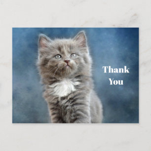 Cute Grey and White Kitten Photo Thank You Postcard