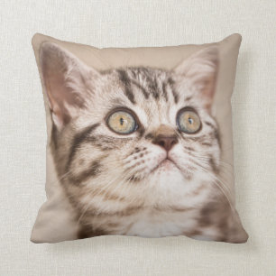 Cute Grey British Short Hair Kitten (Blue Tabby) Cushion