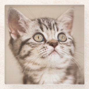 Cute Grey British Short Hair Kitten (Blue Tabby) Glass Coaster