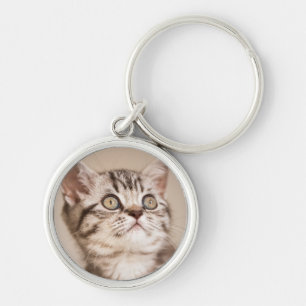 Cute Grey British Short Hair Kitten (Blue Tabby) Key Ring