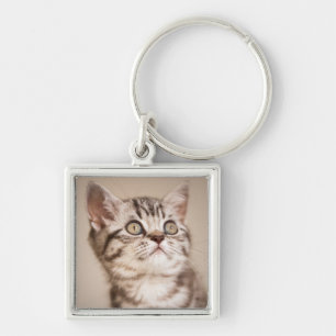 Cute Grey British Short Hair Kitten (Blue Tabby) Key Ring