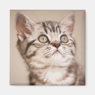 Cute Grey British Short Hair Kitten (Blue Tabby) Magnet