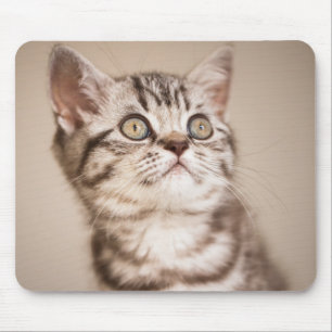 Cute Grey British Short Hair Kitten (Blue Tabby) Mouse Pad