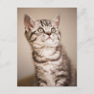 Cute Grey British Short Hair Kitten (Blue Tabby) Postcard