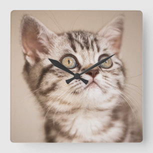 Cute Grey British Short Hair Kitten (Blue Tabby) Square Wall Clock