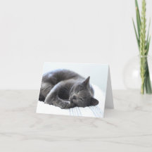 Cute Grey Cat Blank Card