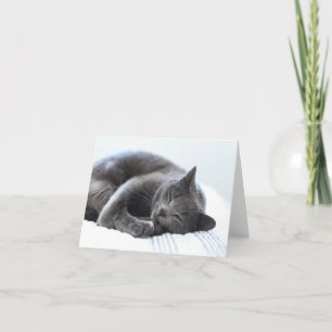 Cute Grey Cat Blank Card