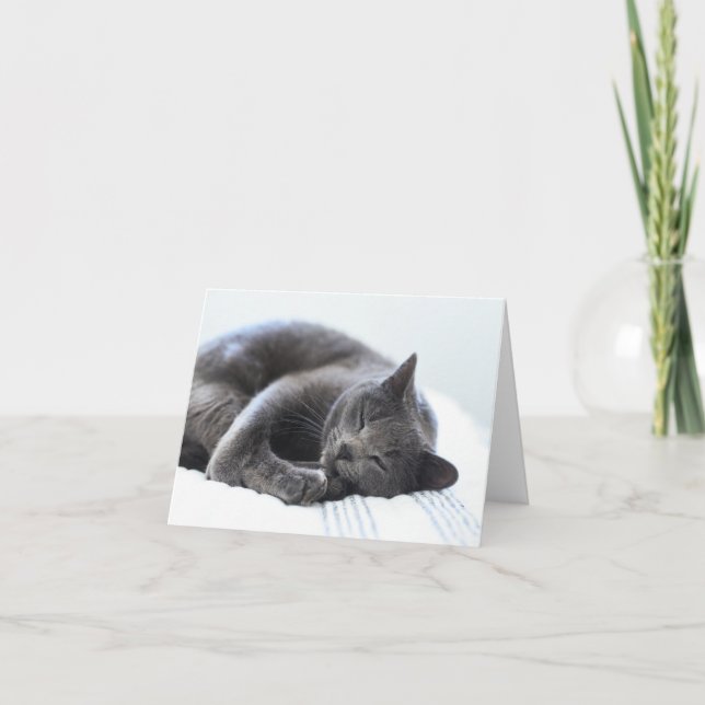Cute Grey Cat Blank Card (Front)