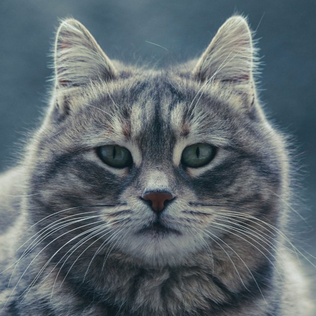 Cute Grey Cat Portrait Phone Case (Creator Uploaded)