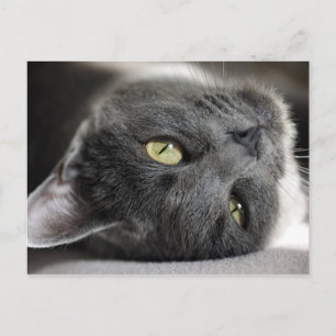 Cute grey cat postcard