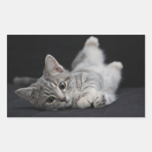 Cute Grey Cat Rectangular Sticker