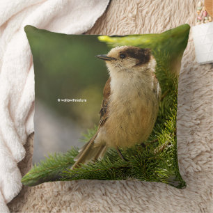 Cute Grey Jay Whiskeyjack Songbird in Conifer Tree Cushion