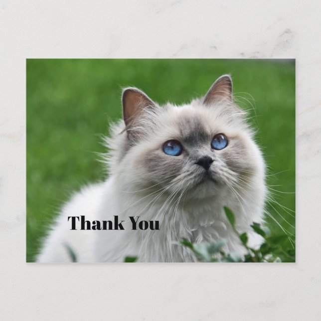 Cute Grey Kitten Blue Eyes Photo Thank You Postcard (Front)