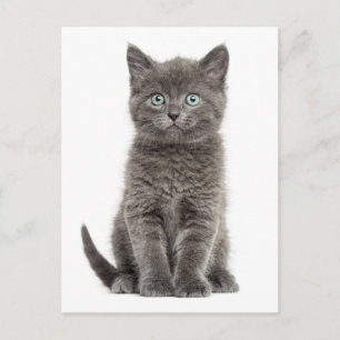 Cute Grey Kitten Hello Love Kitty Cat Postcard