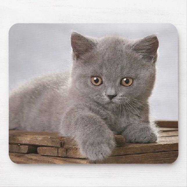 cute grey kitten mousepad (Front)