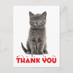Cute Grey Kitten Thank You Cat Postcard