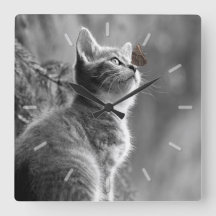 Cute Grey Kitten with Butterfly on Nose