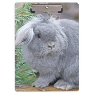 Cute grey rabbit clipboard