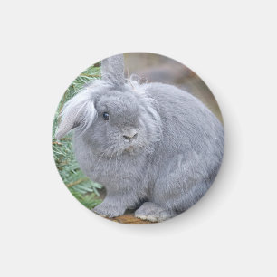 Cute grey rabbit magnet