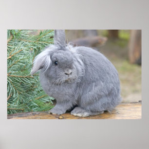 Cute grey rabbit poster