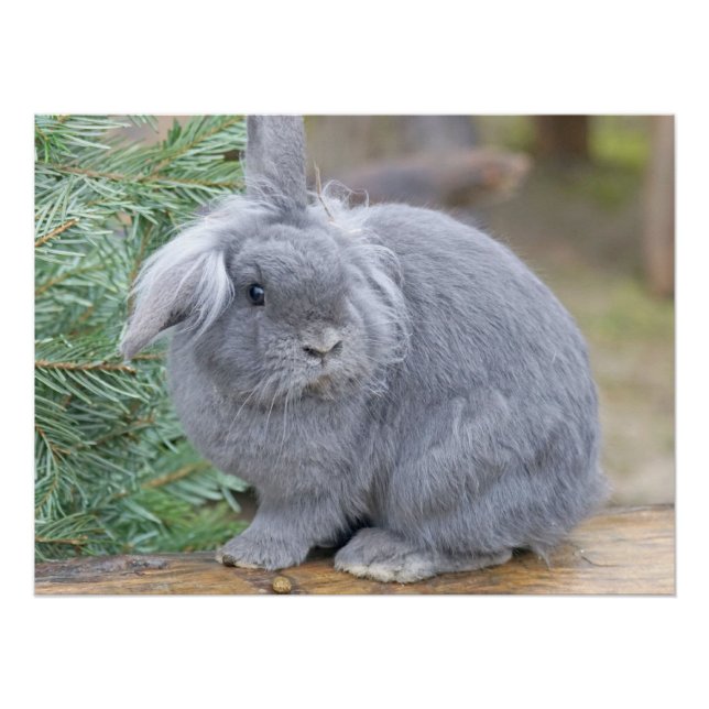 Cute grey rabbit   poster (Front)