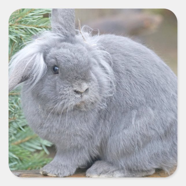 Cute grey rabbit  square sticker (Front)