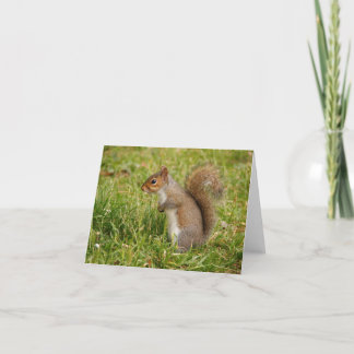 Cute Grey Squirrel Blank Notecards