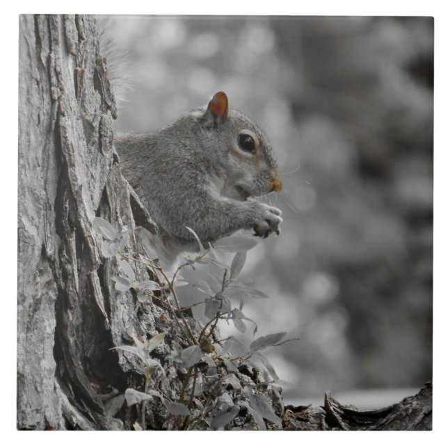 Cute Grey Squirrel Ceramic Tile (Front)