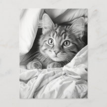 Cute Grey Tabby Cat