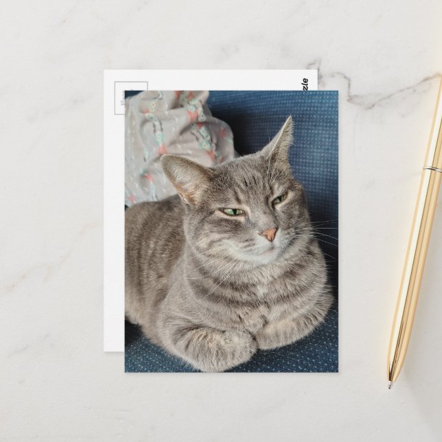 Cute Grey Tabby Cat Postcard (Front/Back In Situ)