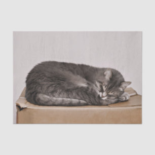 Cute Grey Tabby Cat Sleeping On Box Tissue Paper