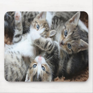 Cute Grey Tricolor Kittens/Add Your Pet's Photo Mouse Pad