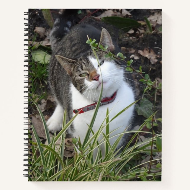 Cute Grey White Cat Notebook (Front)