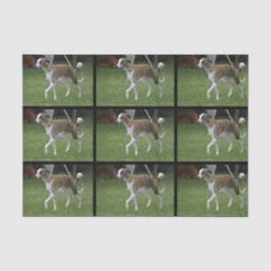 Cute Greyhound Tissue Paper