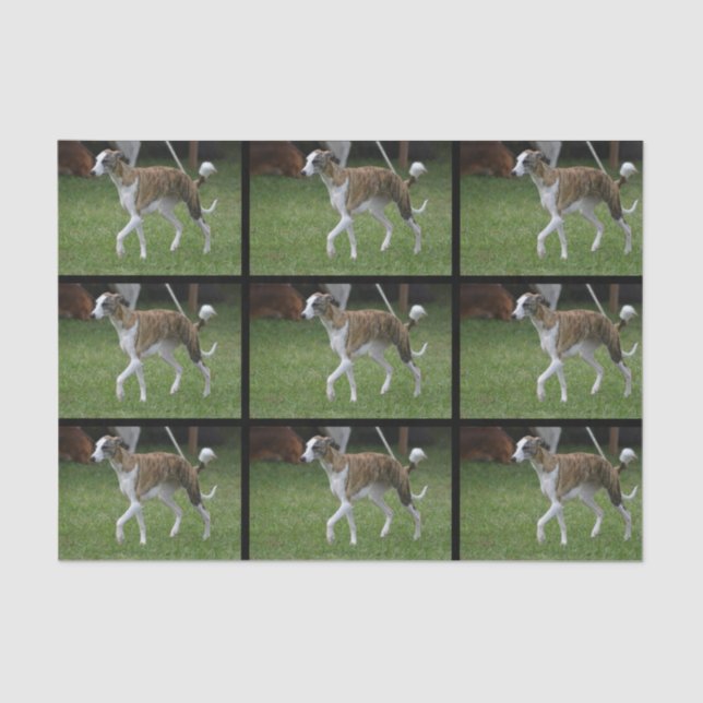 Cute Greyhound Tissue Paper (Front)