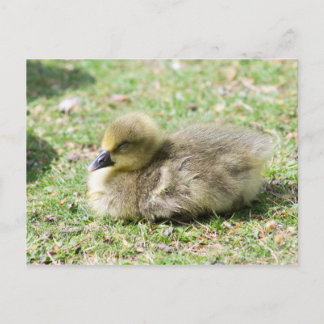 Cute Greylag Gosling Postcard